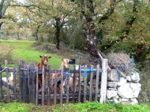 Countryside Tours